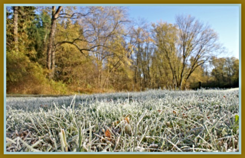 2019 11 13 morning frost on grass