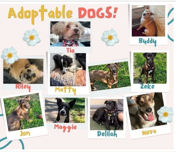 Happy Paws pups