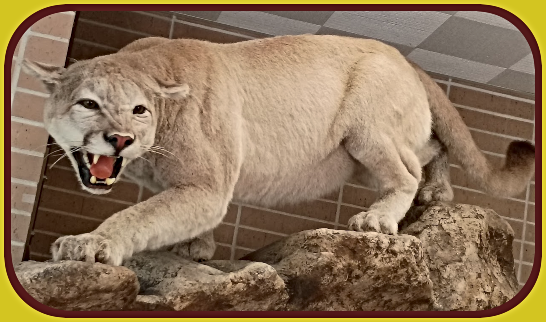2026 08 26 COUGAR at NE Game Parks 1