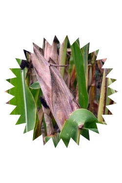2014-09-07 field_corn