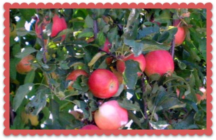2012-08-29 APPLES_003