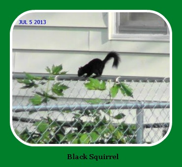 2013-07-05 Black_squirrel