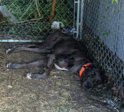 2015-09-04 Found_Dog