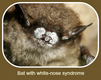 2017 03 22 bats WhiteNoseSyndrome