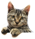 2019 03 27 cat