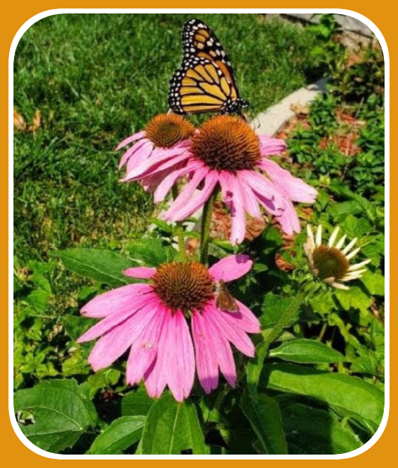 2023 09 06 Lauras BUTTERFLY 1