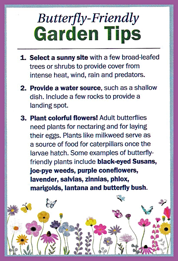 2026 06 03 Butterfly Friendly Tips