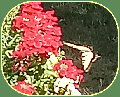 2026 07 27 Swallowtail 3