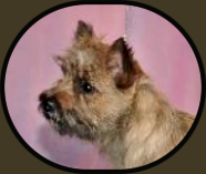 Widget