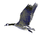 geese