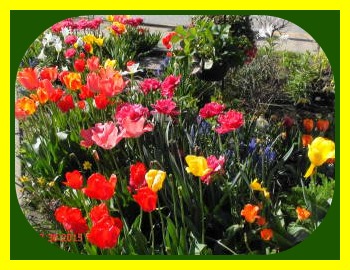 2015-04-30 Barbs_flowers18