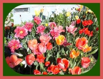 2015-04-30 Barbs_flowers19