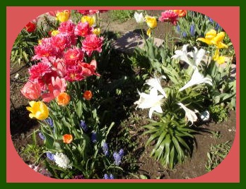 2015-04-30 Barbs_flowers20