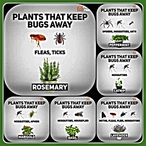 2019 06 05 Plants Bugs 495