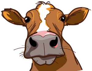 2026 05 27 cow 1