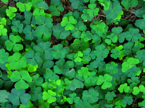 shamrocks