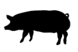 silhouette pig