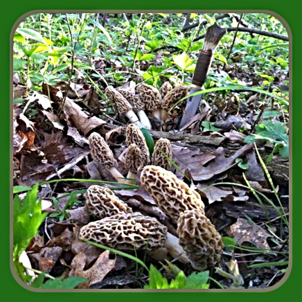 Morels
