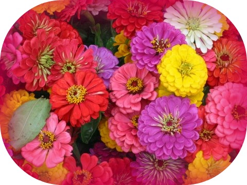 09 12 09 Zinnias