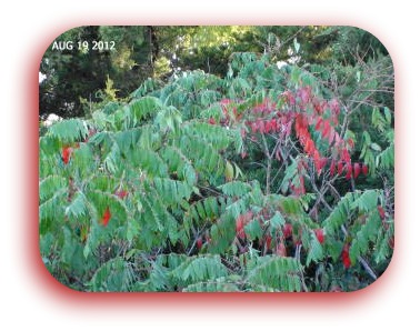 2012-08-19 Sumac