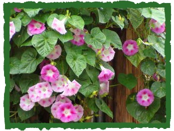 2012 Morning_glories