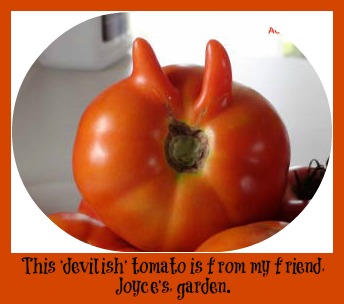 2013-10-16 Devil_tomato