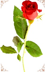 2014-04-09 rose_clip_