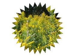 2014-09-07 goldenrod