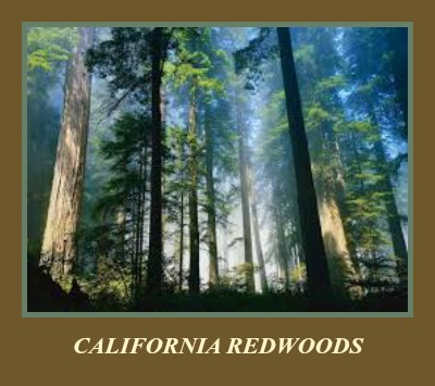 2015-04-22 Redwoods