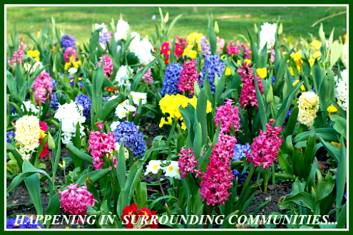 2017 04 12 SPRING FLOWERS