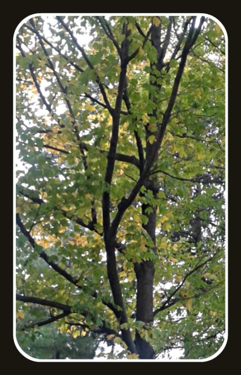 2017 10 13 Tree at Arbor Lodge