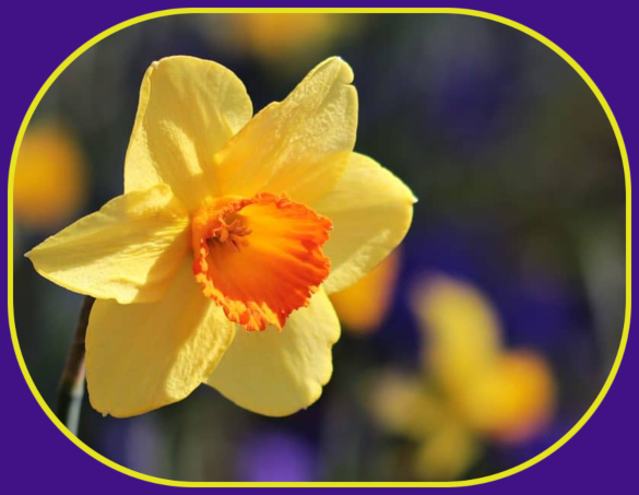 2021 03 03 DAFFODIL PANSY