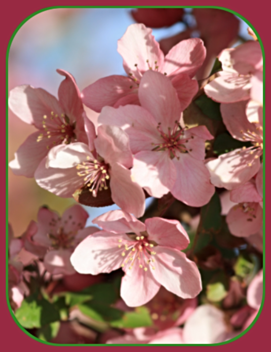 2021 04 14 spring blossoms 1