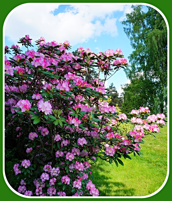 2021 06 02 pink roses