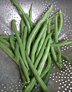 2021 07 21 Green Beans 1