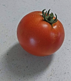 2021 07 21 first tomato 1