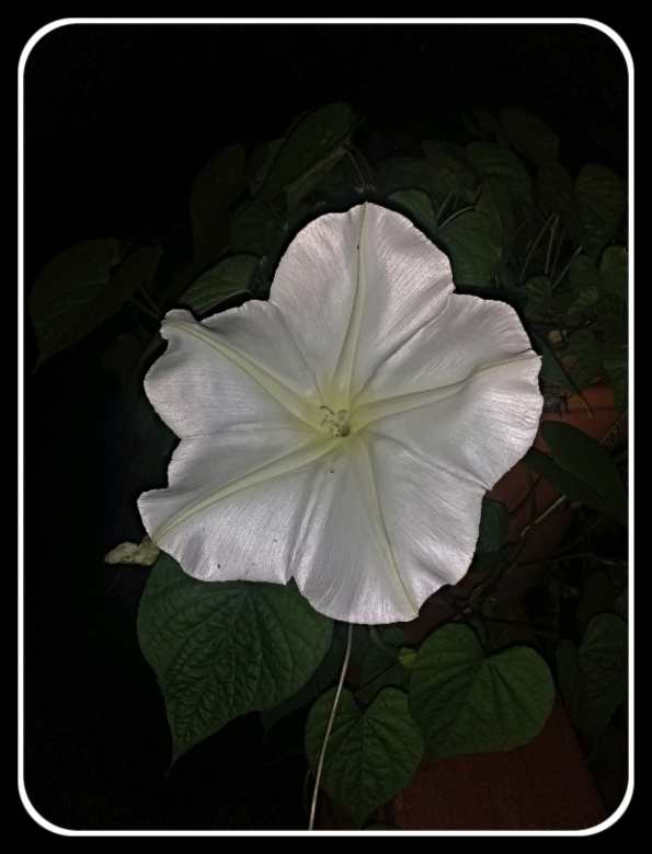 2021 09 29 Moonflower 1