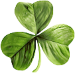 2024 03 13 Shamrock b