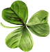 2024 03 13 Shamrock l