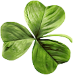 2024 03 13 Shamrock r