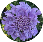 2025 05 07 cushion flower