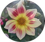 2025 05 07 dahlia