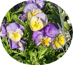 2025 05 07 pansies