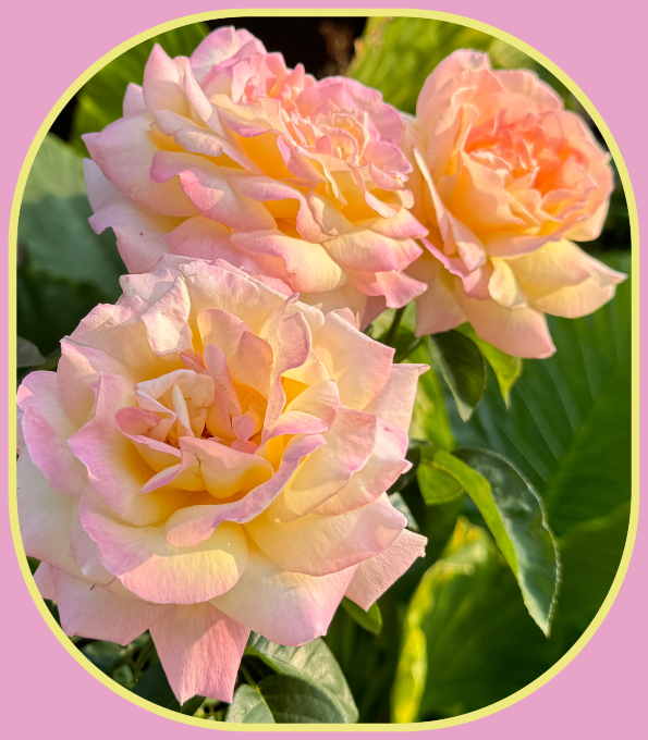 2026 04 29 peace rose