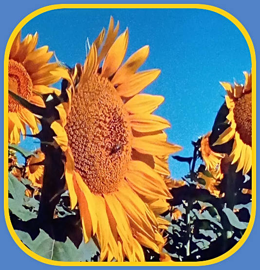 2026 08 19 Bee sunflower
