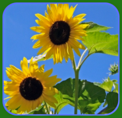 SUNFLOWERS 1