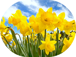 daffodil and_sky