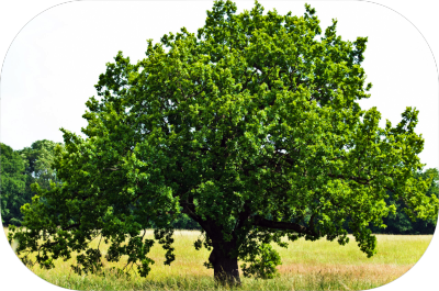 field tree