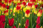 flowers 2