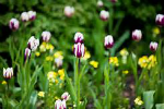 flowers 3